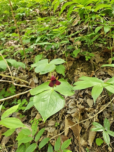 Trillium sulcatum, photograph 5