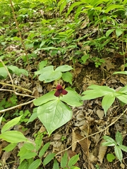Trillium sulcatum, photograph (c) Daniel McClosky, some rights reserved (CC BY)