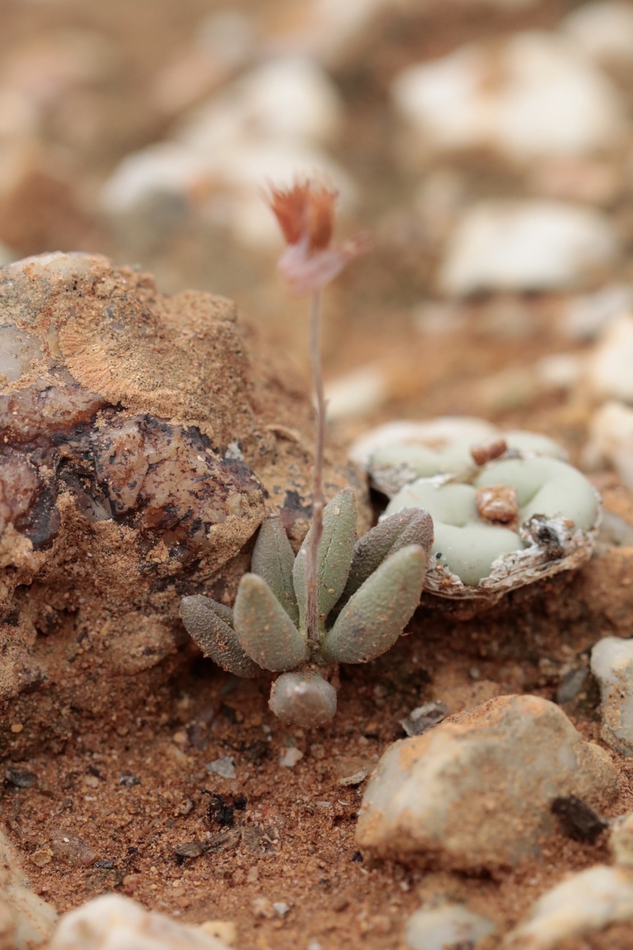 Imagem de Adromischus marianiae