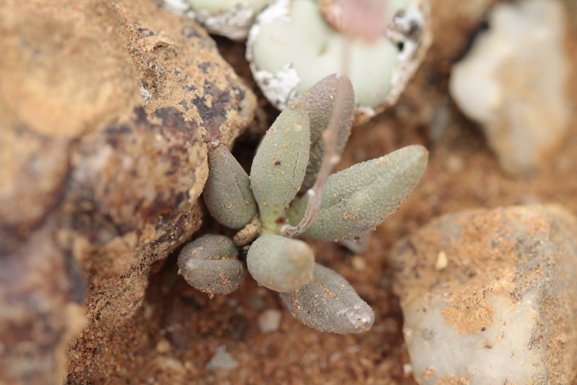 Imagem de Adromischus marianiae