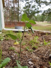 Physalis heterophylla
