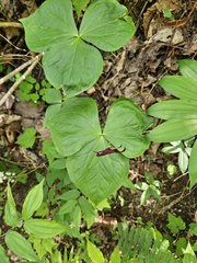 Trillium sulcatum, photograph (c) Daniel McClosky, some rights reserved (CC BY)