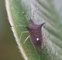 Proxys albopunctulatus