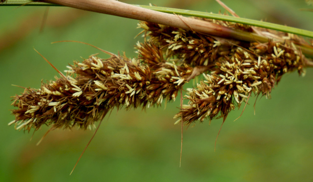 coastal saw-sedge from Port Macdonnell SA 5291, Australia on October 16 ...
