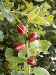 Plagiotrochus quercusilicis