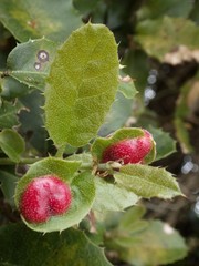 Plagiotrochus quercusilicis