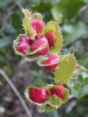 Plagiotrochus quercusilicis