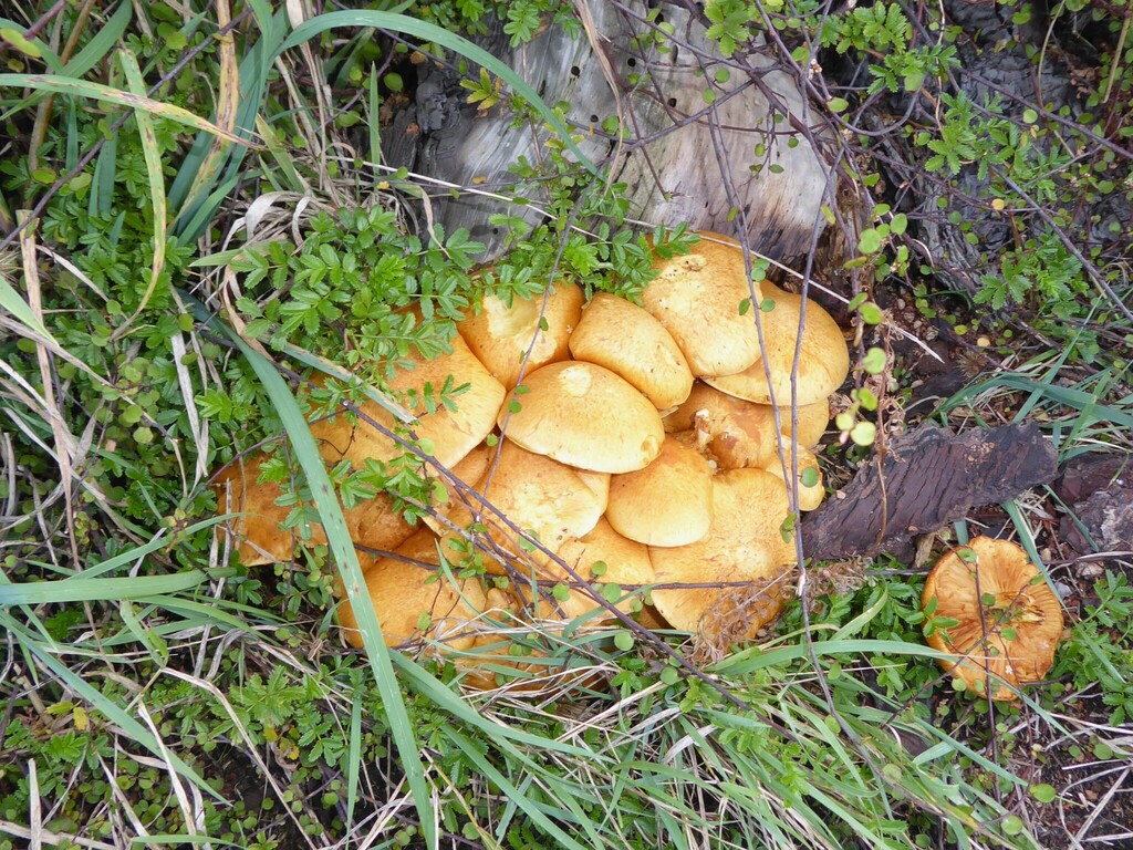Gymnopilus junonius · April 2026 · photo: © aalbertrebergen (iNaturalist, cc-by-nc)
