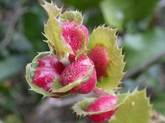 Plagiotrochus quercusilicis