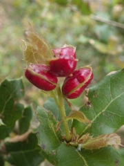 Plagiotrochus quercusilicis