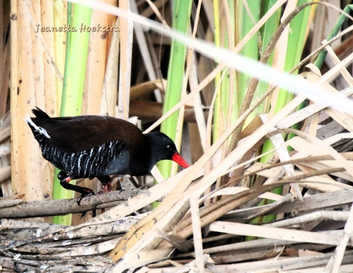 iNaturalist image