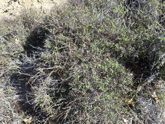 Ceanothus integerrimus