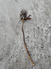 Laminaria hyperborea