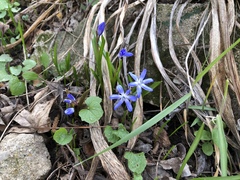 Scilla luciliae
