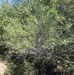 Ceanothus integerrimus