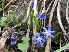 Scilla luciliae