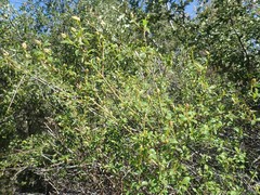 Ceanothus integerrimus