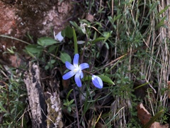 Scilla luciliae