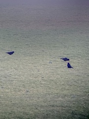 Pyrrhocorax pyrrhocorax pyrrhocorax