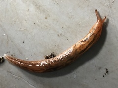 Ambigolimax