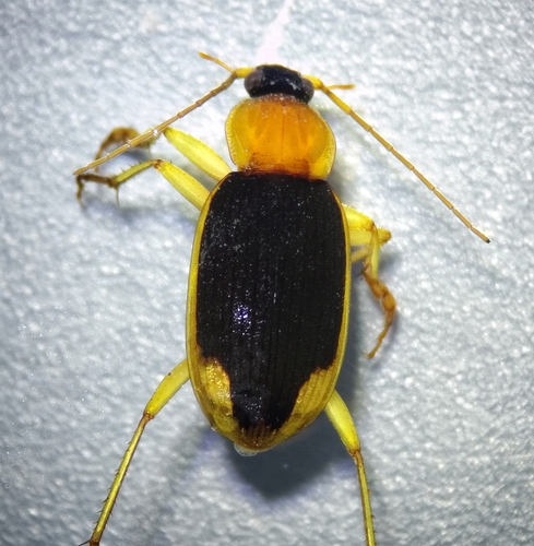 Chlaenius pericallus