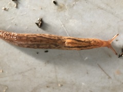 Ambigolimax