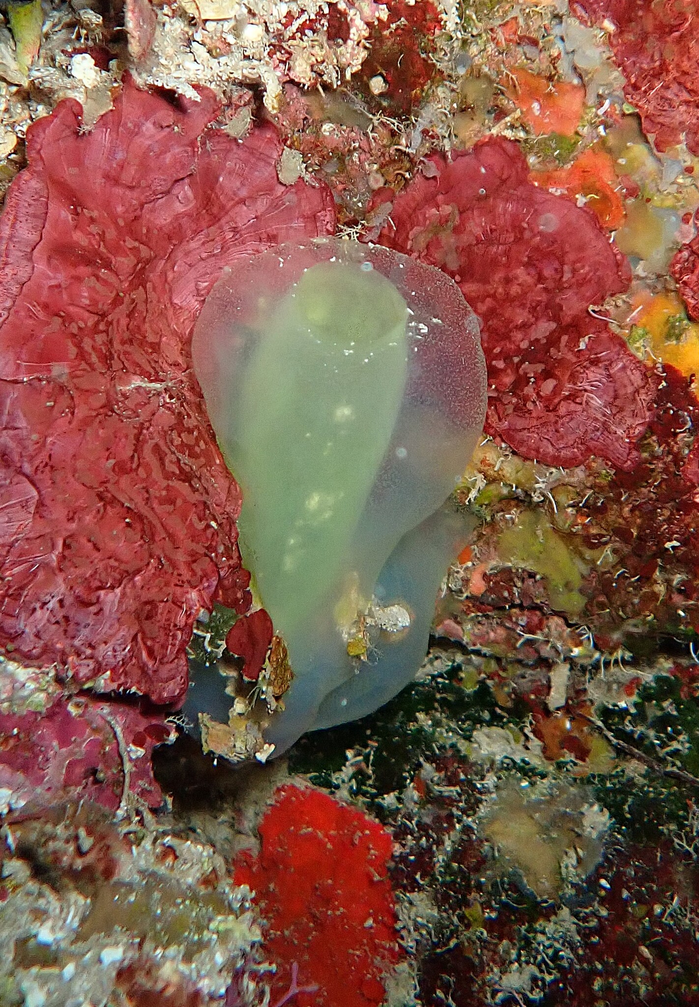 Phallusia fragilis Bonnet & Rocha, 2011