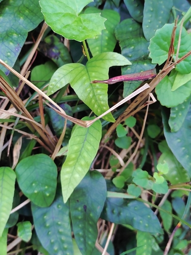 Selliguea hastata, photograph 2