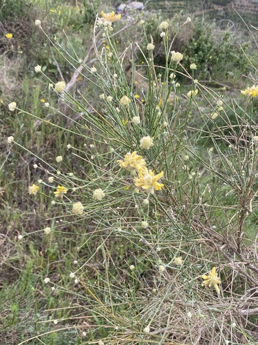 Avistamiento Genista umbellata