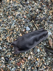 Scyliorhinus stellaris