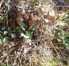 Calystegia occidentalis occidentalis