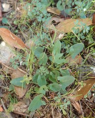 Calystegia occidentalis occidentalis