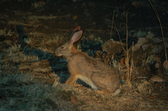 Lepus victoriae