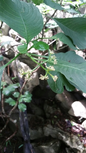 Psychotria antsalovensis image