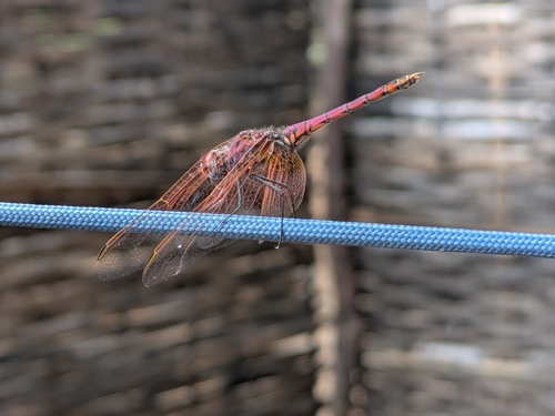 Violet Dropwing
