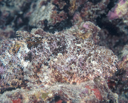 Scorpaenopsis cacopsis observed 2026-04-04