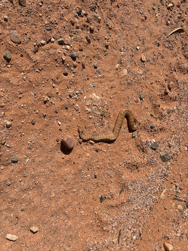Kimberley Death Adder