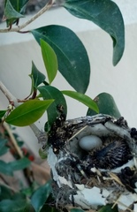 Trochilidae