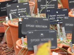 Dipcadi serotinum serotinum