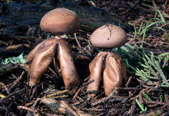 Geastrum fornicatum