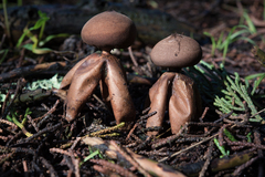 Geastrum fornicatum