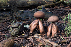 Geastrum fornicatum
