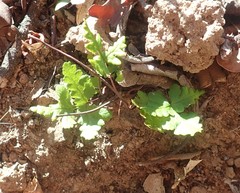 Pentagramma triangularis