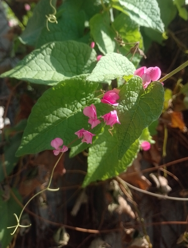 Coral Vine (Antigonon leptopus)