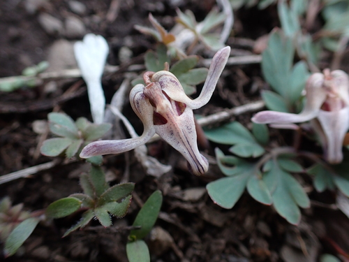 longhorn steer's-head (Dicentra uniflora)