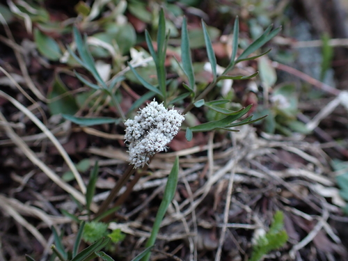 Geyer's Desert-parsley (Lomatium geyeri)