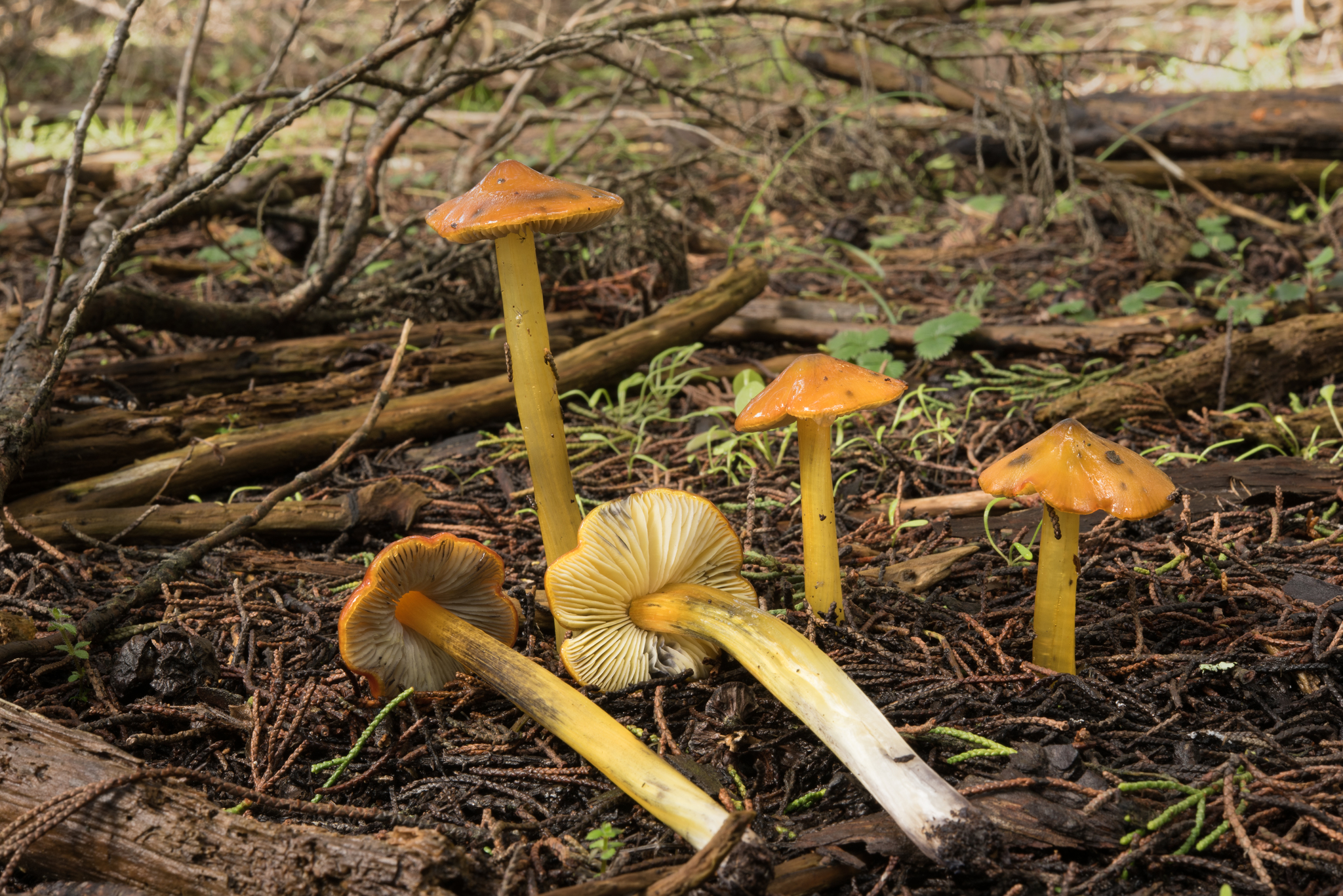 Hygrocybe singeri image