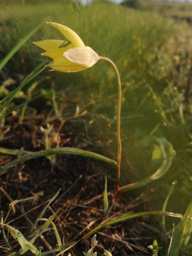 Tulipa scythica