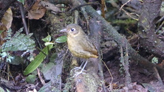 Grallaria haplonota
