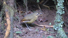 Grallaria haplonota